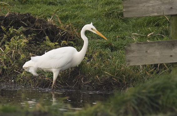 Grotezilverreiger291206K